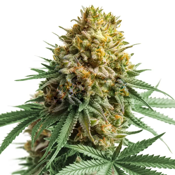Apple Fritter Auto