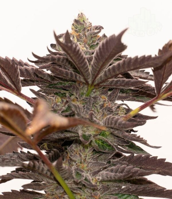 Grandaddy Purple Auto - Image 2