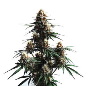 Jack Herer Auto
