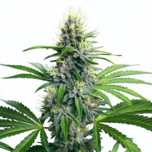 Lowryder Auto