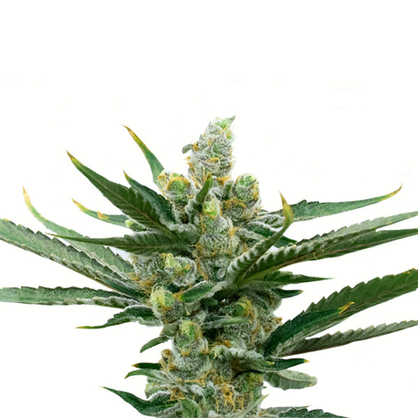 NYC Diesel Auto