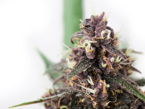 Banana Kush Auto