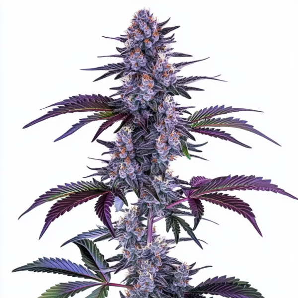 Blueberry Auto