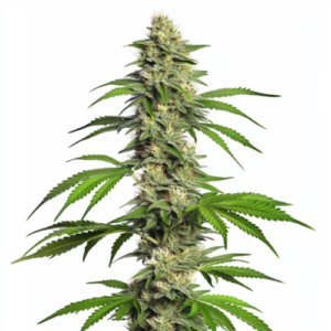 Girl Scout Cookies Auto