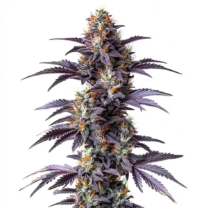 Mimosa Auto